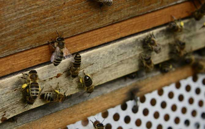 廣東蜜蜂秋繁什么時候開始? 蜜蜂秋繁