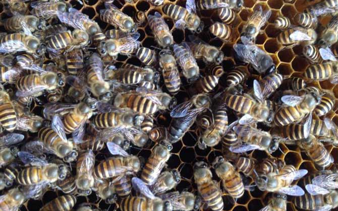 蜜蜂介王不成功的表現(xiàn)有哪些? 介王