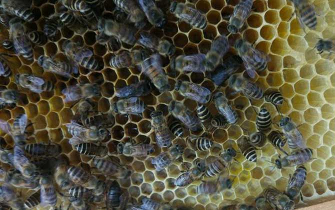 合并蜂群要不要囚王? 合并蜂群