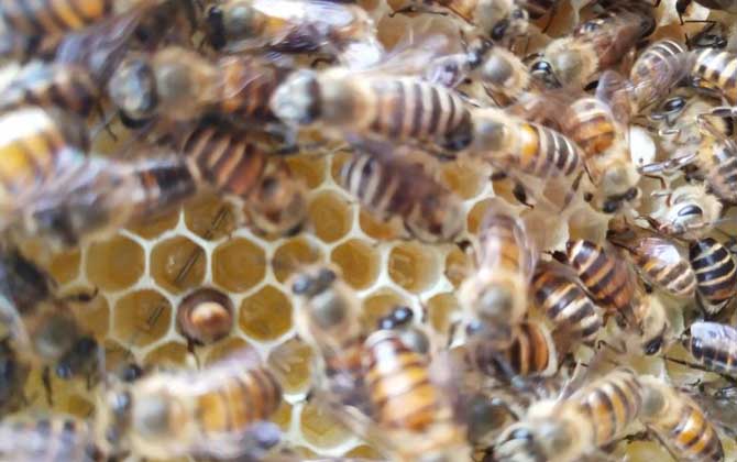 兩箱蜂合并有哪十種方法? 合并蜂群