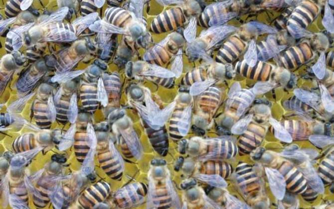 兩箱蜂合并有哪十種方法? 合并蜂群