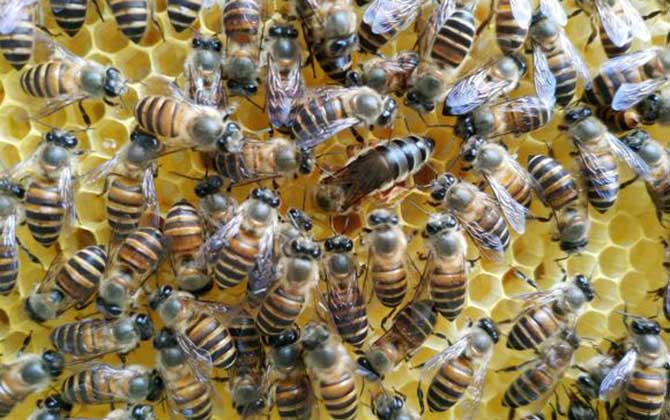 合并蜂群圍王怎么辦? 合并蜂群