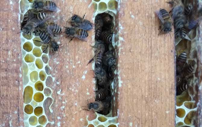 蜜蜂怎樣才能快速春繁? 蜜蜂春繁