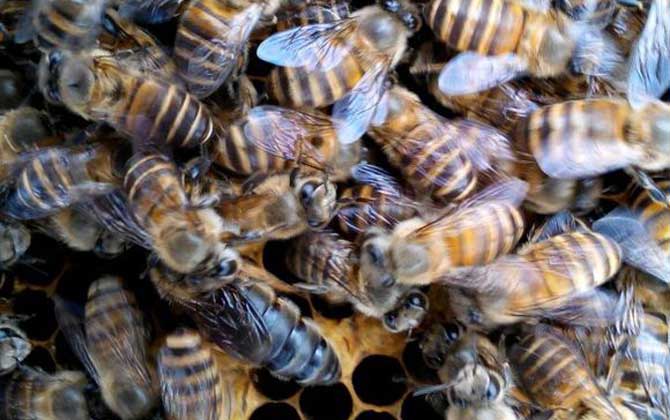 失王一個月還能介王嗎? 介王