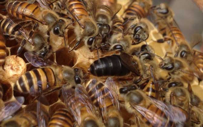 春繁獎勵飼喂要堅持多久? 春繁