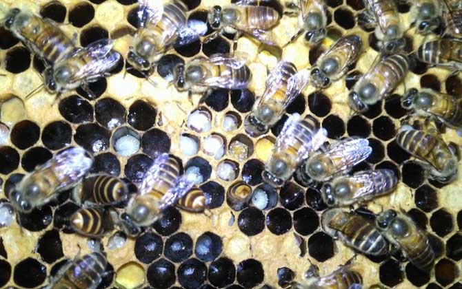 中蜂囊狀幼蟲病防治技術 中蜂囊狀幼蟲病