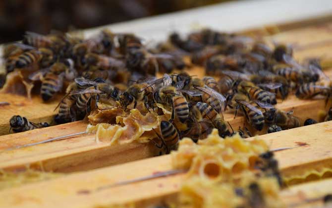 小蜂螨的最佳治療方法 蜜蜂