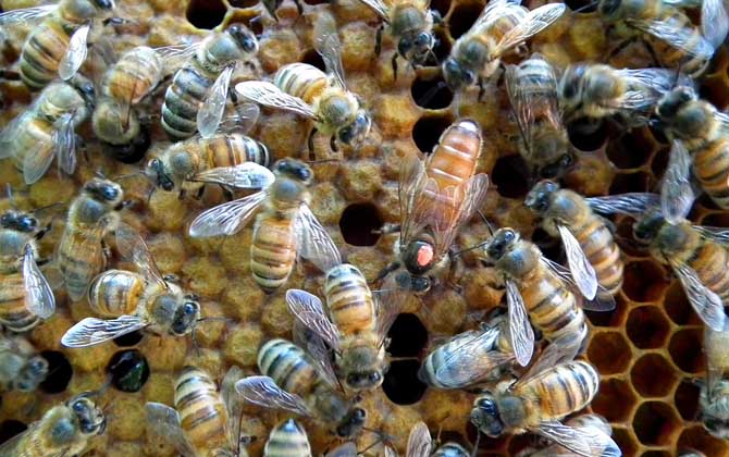 小蜂螨的最佳治療方法 蜜蜂