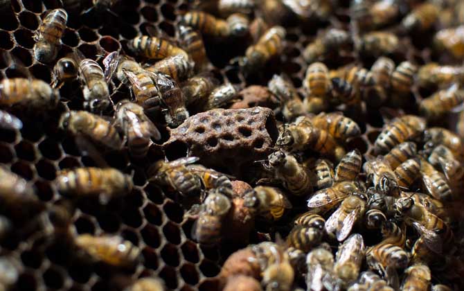 小蜂螨的最佳治療方法 蜜蜂