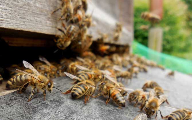 爬蜂病的防治方法及注意事項 爬蜂病