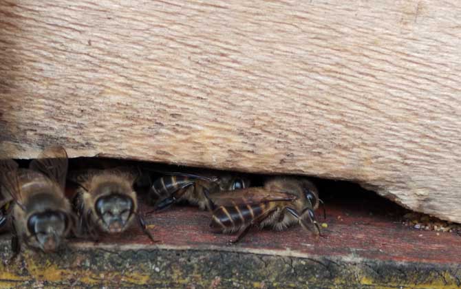 中蜂病治療對照表及注意事項 中蜂