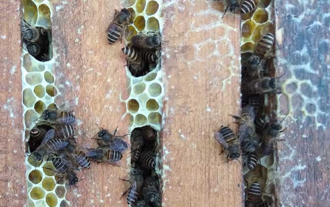 中蜂病治療對照表及注意事項 中蜂