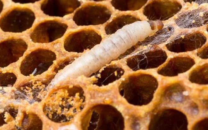 中蜂常見病蟲害防治技術(shù) 巢蟲