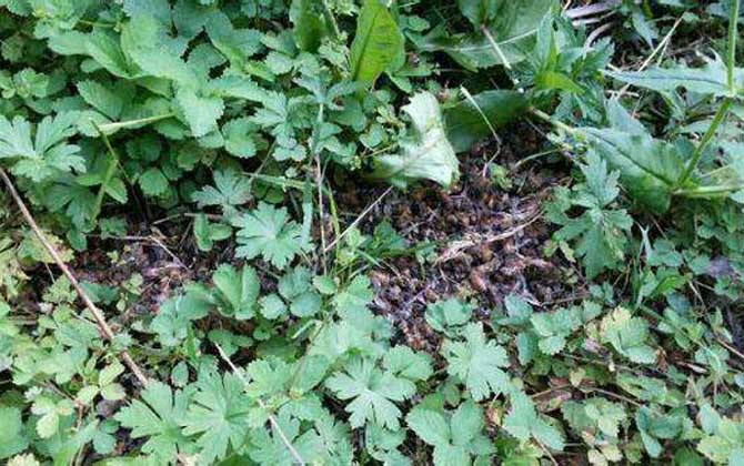 蜜蜂爬蜂病有什么特效藥? 蜜蜂麻痹病