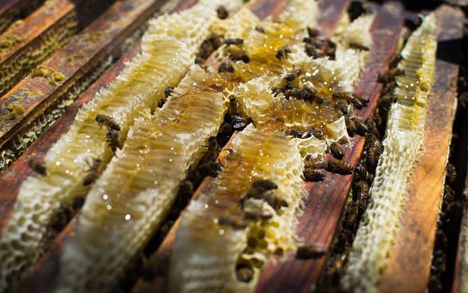 蜜蜂爬蜂病是什么原因? 蜜蜂馬氏管變形蟲病