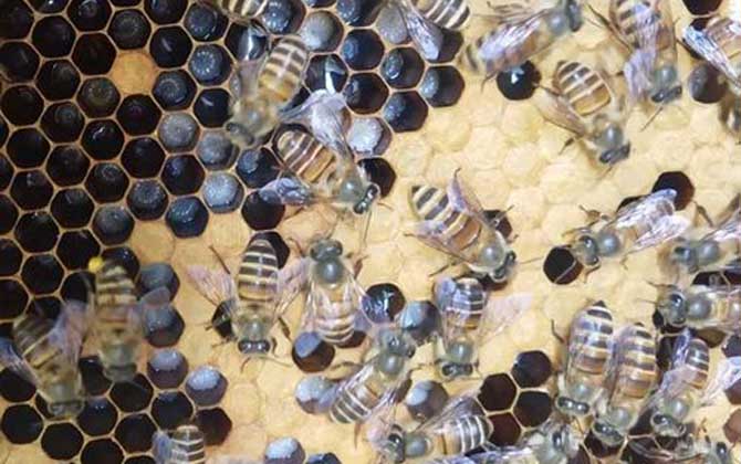 中蜂爛子病有什么特效藥治療? 中蜂爛子病