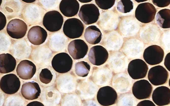 蜜蜂大量死亡怎么治療? 囊狀幼蟲病