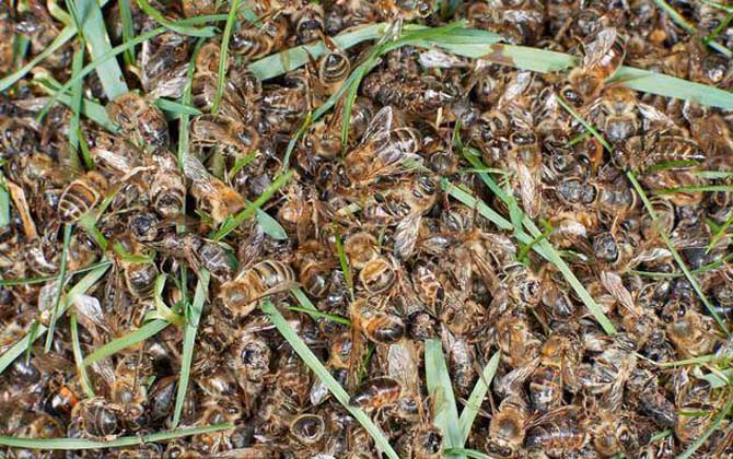 意蜂黑蜂病怎么治療? 黑蜂病