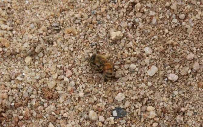 黑蜂病是怎么形成的? 黑蜂病