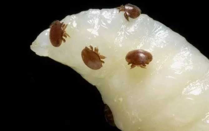 治蜂螨小妙招及注意事項 治蜂螨