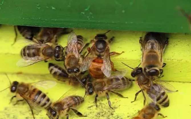 雄蜂既不采花釀蜜,也不產卵繁殖,但對蜂群的作用卻不可替代! 雄蜂