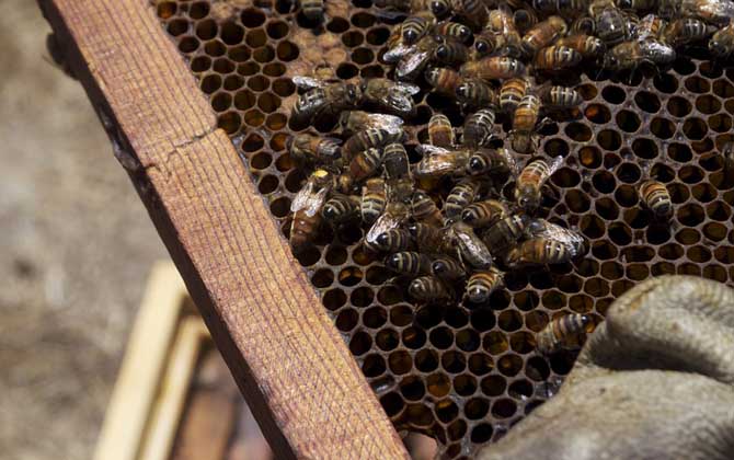 千萬別小看蜂王,如果蜂群沒有“她”,再強大最終都得全群滅亡! 蜂王