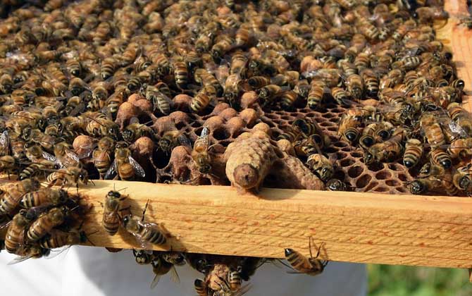 千萬別小看蜂王,如果蜂群沒有“她”,再強大最終都得全群滅亡! 蜂王