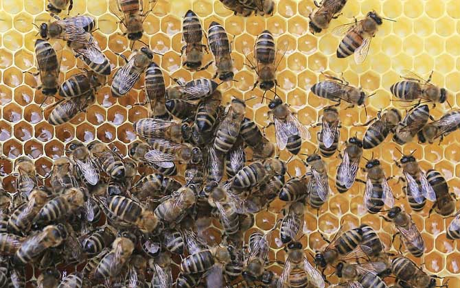 蜂群是怎么分工的?超強(qiáng)的團(tuán)隊(duì)協(xié)作能力,難怪能撐起龐大的族群! 工蜂