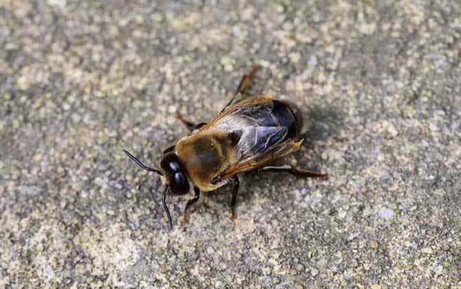 蜂群是怎么分工的?超強(qiáng)的團(tuán)隊(duì)協(xié)作能力,難怪能撐起龐大的族群! 雄蜂