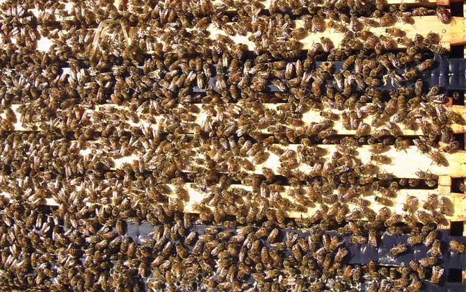 怎么樣才能養(yǎng)好蜜蜂?只有清楚蜜蜂的習性,養(yǎng)蜜蜂才能得心應手! 蜜蜂養(yǎng)殖