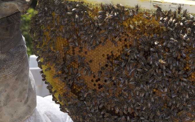 怎么樣才能養(yǎng)好蜜蜂?只有清楚蜜蜂的習性,養(yǎng)蜜蜂才能得心應手! 蜜蜂養(yǎng)殖