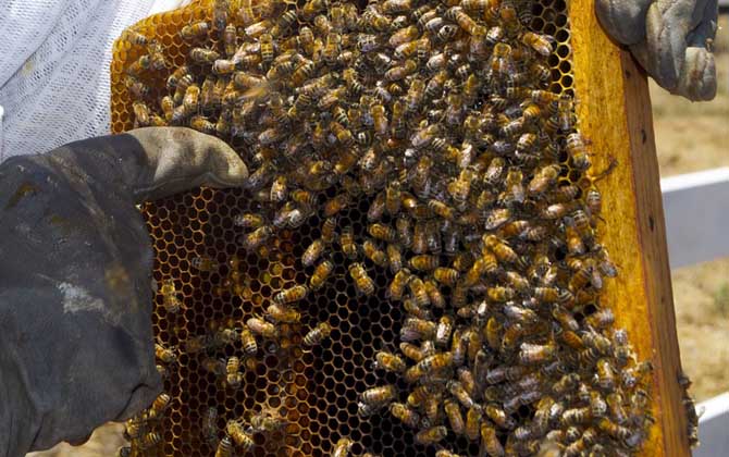 怎么樣才能養(yǎng)好蜜蜂?只有清楚蜜蜂的習性,養(yǎng)蜜蜂才能得心應手! 蜜蜂養(yǎng)殖