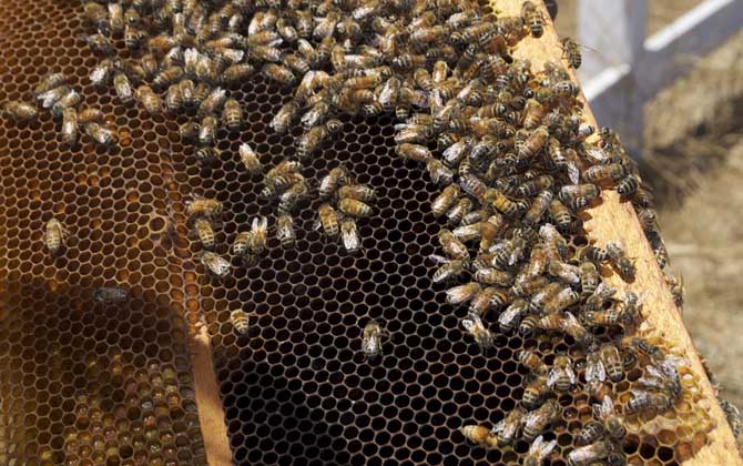 怎么樣才能養(yǎng)好蜜蜂?只有清楚蜜蜂的習性,養(yǎng)蜜蜂才能得心應手! 蜜蜂養(yǎng)殖