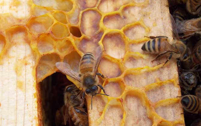 怎么樣才能養(yǎng)好蜜蜂?只有清楚蜜蜂的習性,養(yǎng)蜜蜂才能得心應手! 蜜蜂養(yǎng)殖