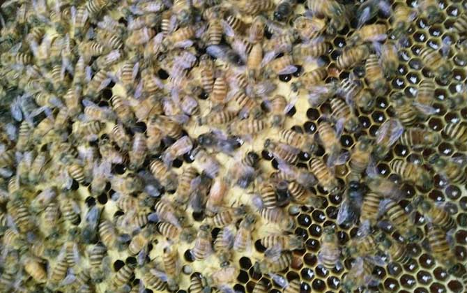 有技術“蜂養人”,沒技術“人養蜂”,沒有技術談養蜂就是空話! 養蜂技術