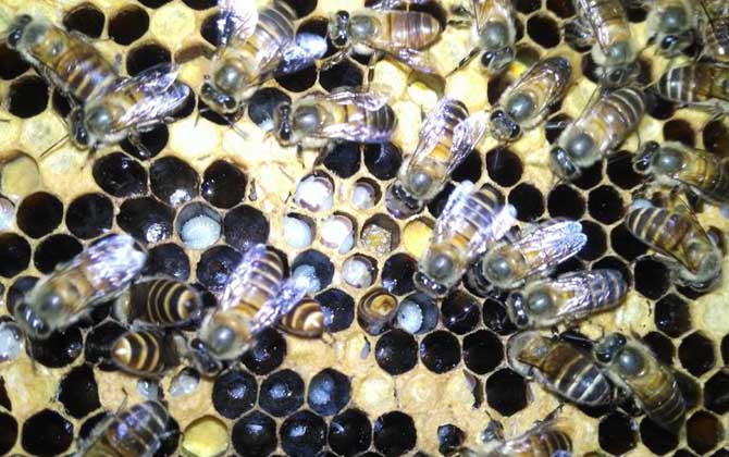 有技術“蜂養人”,沒技術“人養蜂”,沒有技術談養蜂就是空話! 養蜂技術