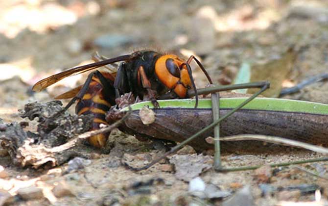 十大毒蜂王排行榜,每一種都是致命的,遇到它們盡量繞道而行! 金環(huán)胡蜂