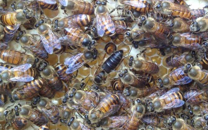 養(yǎng)蜂不知道怎么換王,像這樣操作,輕松用新蜂王將老蜂王替換掉! 換王