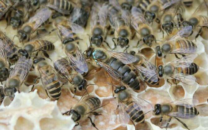 養(yǎng)蜂不知道怎么換王,像這樣操作,輕松用新蜂王將老蜂王替換掉! 換王