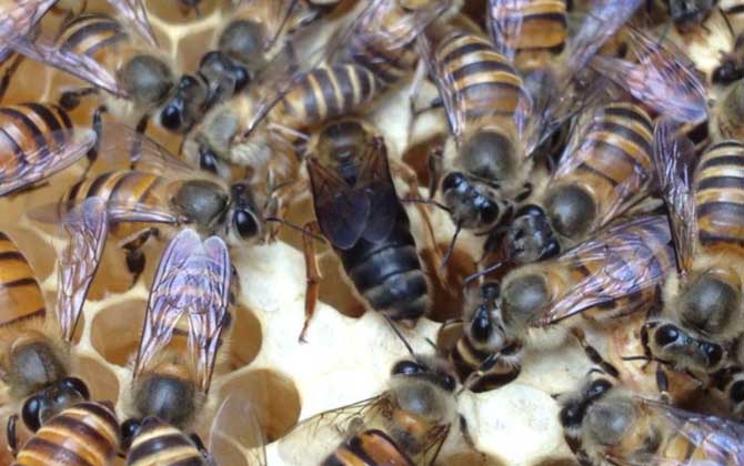 養(yǎng)蜂不知道怎么換王,像這樣操作,輕松用新蜂王將老蜂王替換掉! 換王