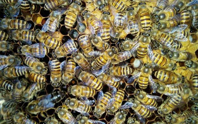 飼料是蜂群越冬的關鍵,像這樣飼喂,確保蜂群有充足的飼料越冬! 蜜蜂越冬
