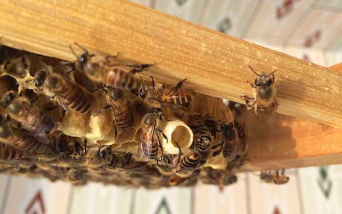 養蜜蜂怎么育王?像這樣人工育王,輕松培育出大量的優質蜂王! 育王