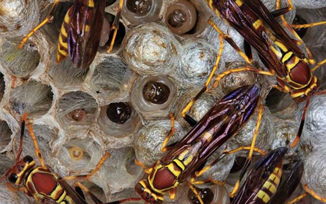 怎樣捅馬蜂窩最安全?不妨試試這4種方法,輕松就能搞定馬蜂窩! 馬蜂窩