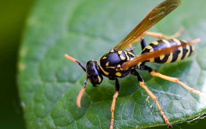 蜜蜂和馬蜂有什么區(qū)別?不僅僅是外觀(guān)不同,其他區(qū)別也極為明顯! 馬蜂