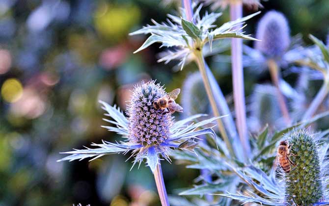 蜜蜂和馬蜂有什么區(qū)別?不僅僅是外觀(guān)不同,其他區(qū)別也極為明顯! 蜜蜂