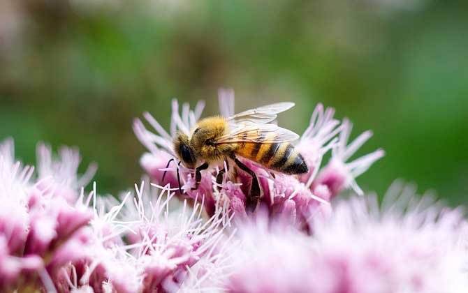 蜜蜂和馬蜂有什么區(qū)別?不僅僅是外觀(guān)不同,其他區(qū)別也極為明顯! 蜜蜂
