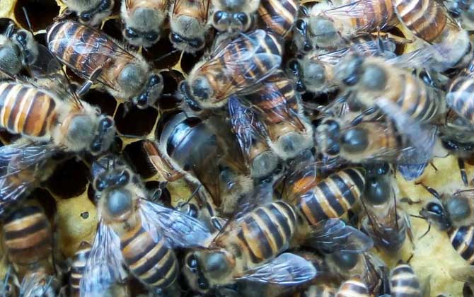 蜂王不產(chǎn)卵是什么原因?真相無非這幾個,搞清楚才能“對癥下藥”! 蜂王