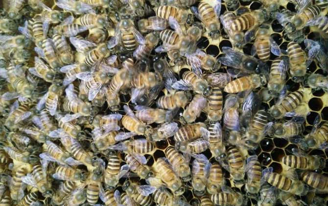 蜂王不產(chǎn)卵是什么原因?真相無非這幾個,搞清楚才能“對癥下藥”! 蜂王