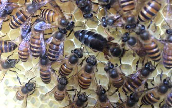 蜂王不產(chǎn)卵是什么原因?真相無非這幾個,搞清楚才能“對癥下藥”! 蜂王