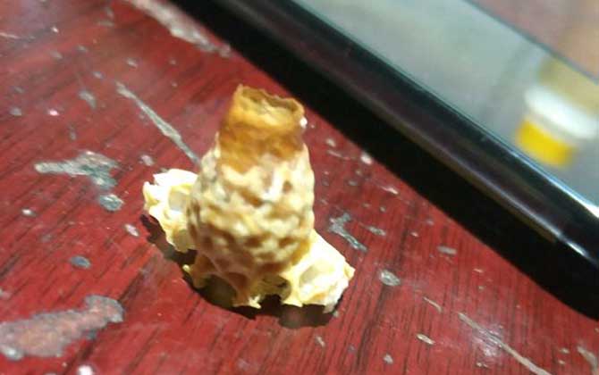 春季起王臺怎么處理?毀臺只能“治標”,像這樣做才能“治本”! 王臺